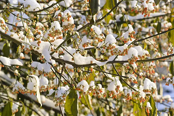 491013 - Spindle tree (Euonymus kiautschovicus)