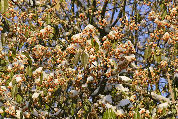 491014 - Spindle tree (Euonymus kiautschovicus)