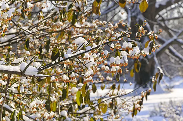 491033 - Spindle tree (Euonymus kiautschovicus)