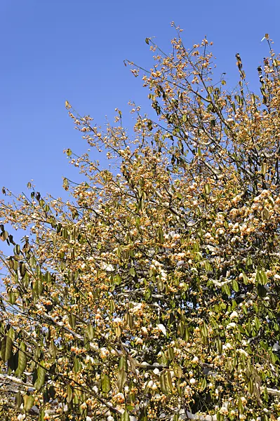 491034 - Spindle tree (Euonymus kiautschovicus)