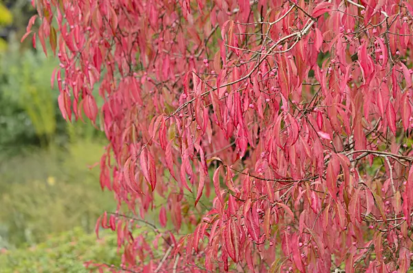 536040 - Spindle tree (Euonymus pauciflorus)