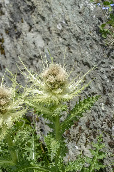 575057 - Spiniest thistle (Cirsium spinosissimum)
