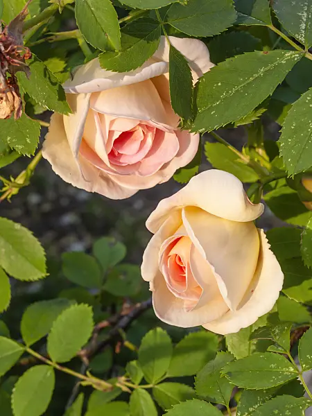 413065 - Spinossima rose (Rosa Frühlingsduft)