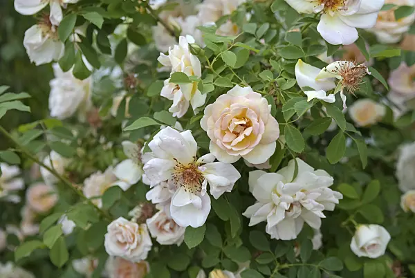 490156 - Spinossima rose (Rosa Frühlingsduft)