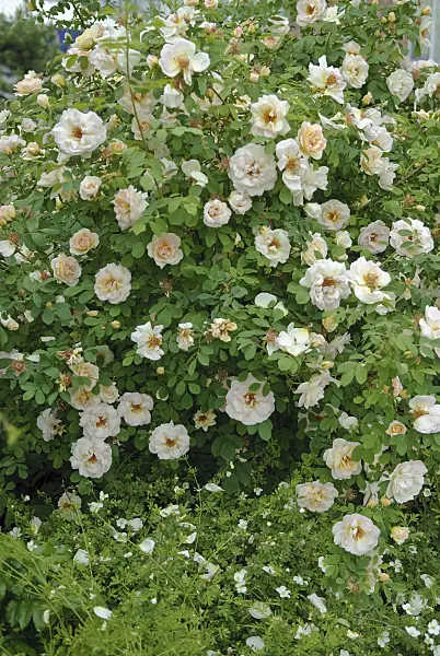 490157 - Spinossima rose (Rosa Frühlingsduft)