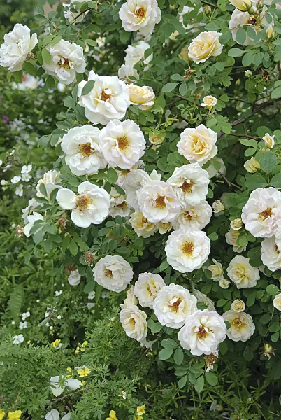490158 - Spinossima rose (Rosa Frühlingsduft)