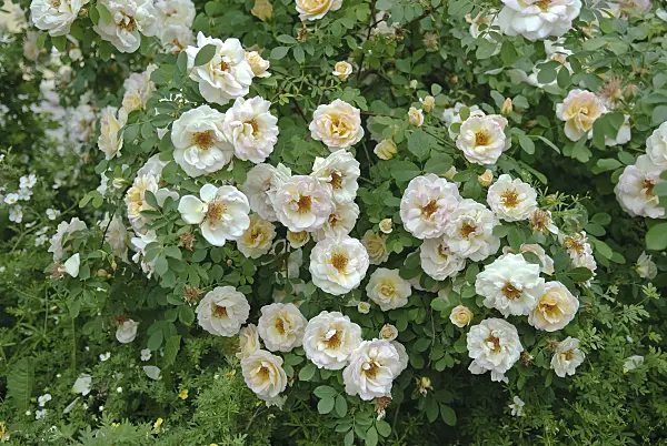 490159 - Spinossima rose (Rosa Frühlingsduft)