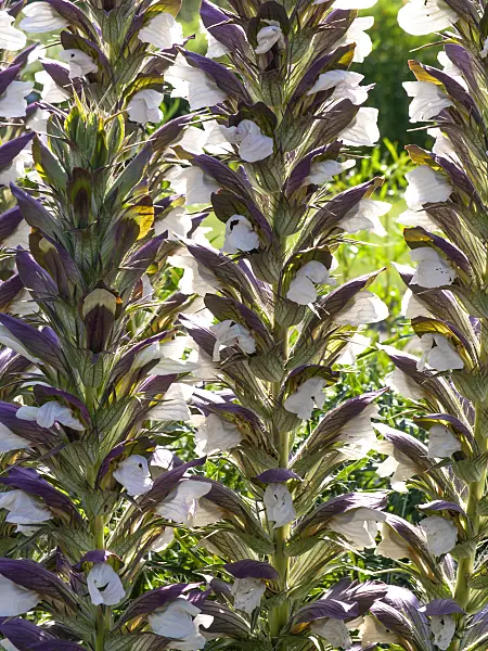 439248 - Spiny bear's breeches (Acanthus spinosus)