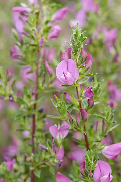 473337 - Spiny restharrow (Ononis spinosa)