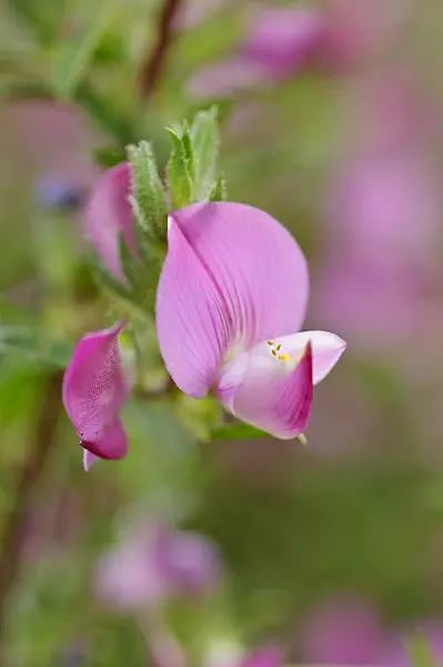 473338 - Spiny restharrow (Ononis spinosa)