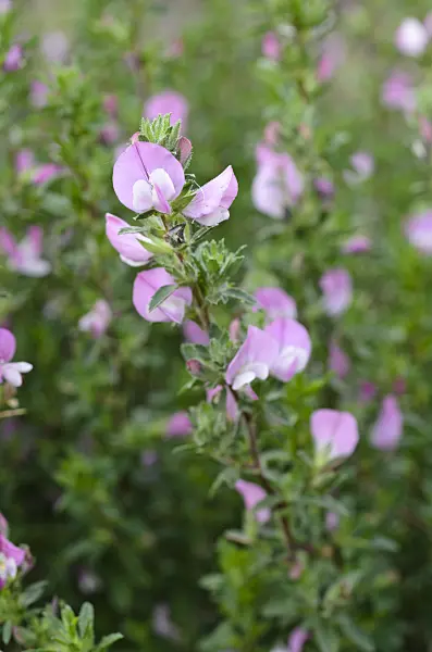 497301 - Spiny restharrow (Ononis spinosa)
