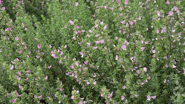 497311 - Spiny restharrow (Ononis spinosa)