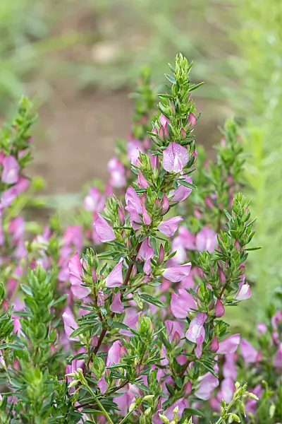 664277 - Spiny restharrow (Ononis spinosa)
