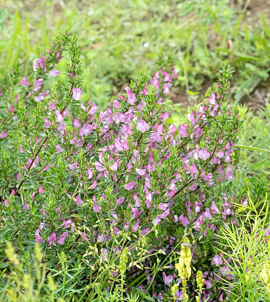 664278 - Spiny restharrow (Ononis spinosa)