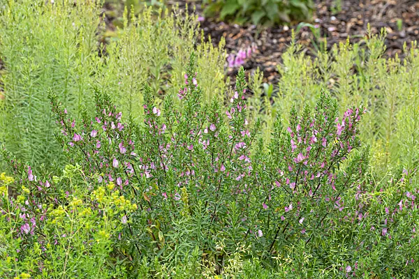 664279 - Spiny restharrow (Ononis spinosa)