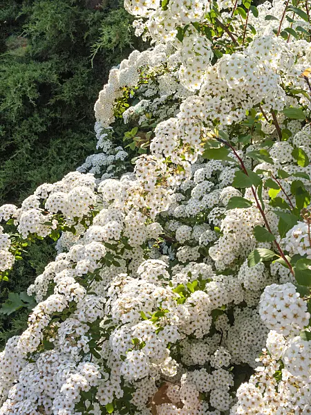 413035 - Spiraea
