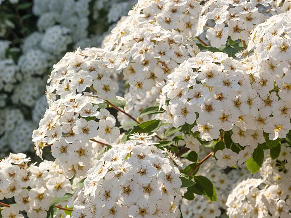 413036 - Spiraea