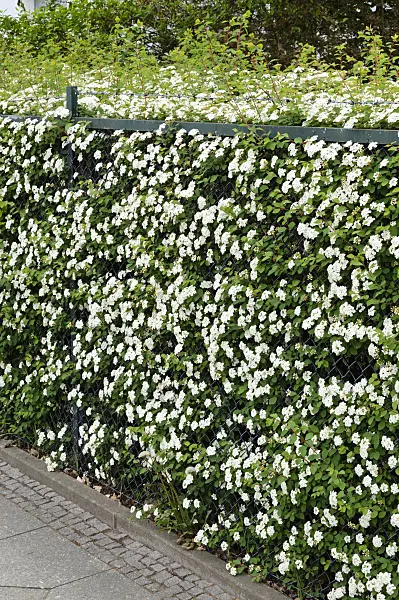 484177 - Spiraea