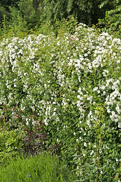484340 - Spiraea