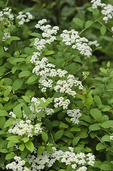 521168 - Spiraea decumbens