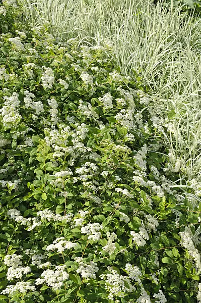 473027 - Spiraea decumbens and false oat grass (Arrhenatherum elatius)
