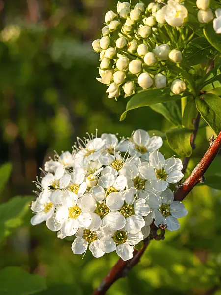 459029 - Spiraea media
