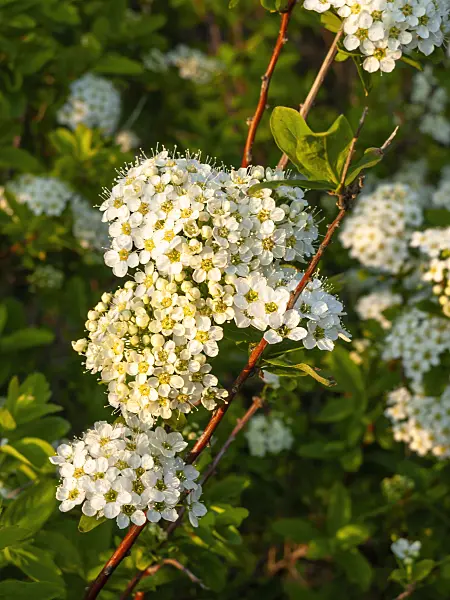 459035 - Spiraea media