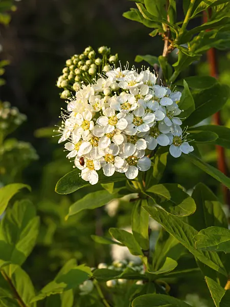 459036 - Spiraea media