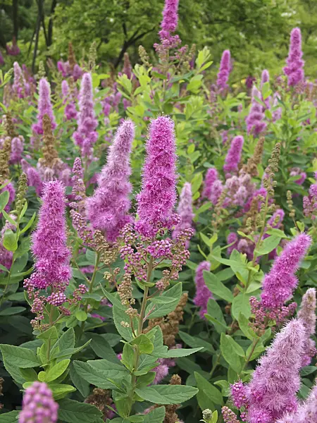 490178 - Spiraea x billardii