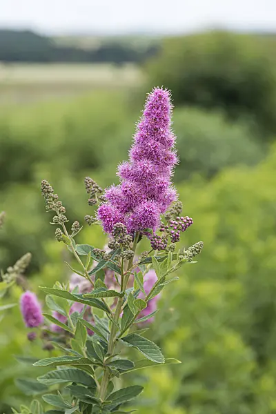 651536 - Spiraea x billardii 'Triumphans'