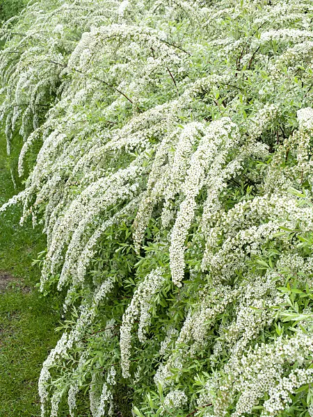 484057 - Spiraea x cinerea 'Grefsheim'