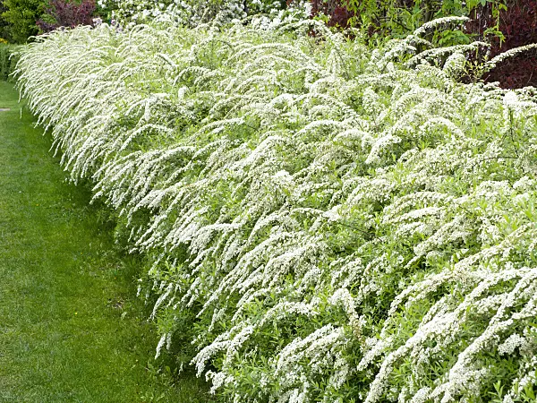 484060 - Spiraea x cinerea 'Grefsheim'