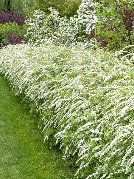 484061 - Spiraea x cinerea 'Grefsheim'