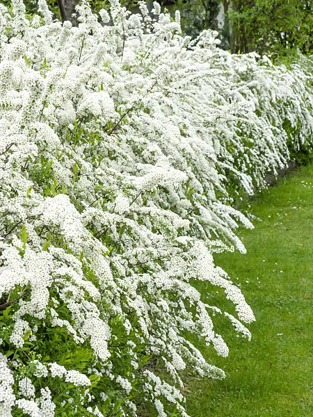 484062 - Spiraea x cinerea 'Grefsheim'