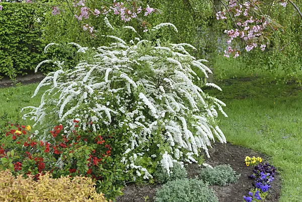 517246 - Spiraea x cinerea 'Grefsheim'