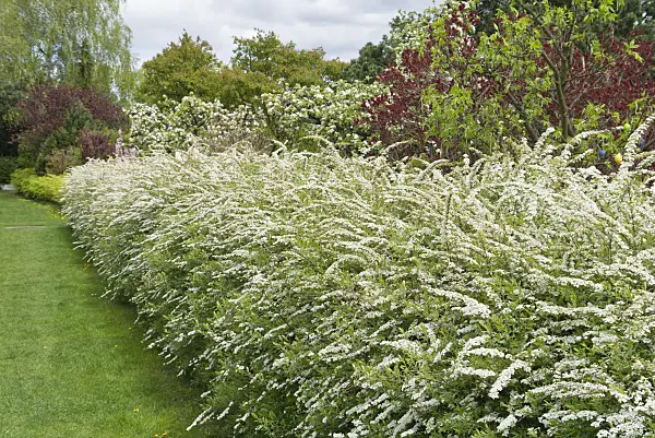 531218 - Spiraea x cinerea 'Grefsheim'