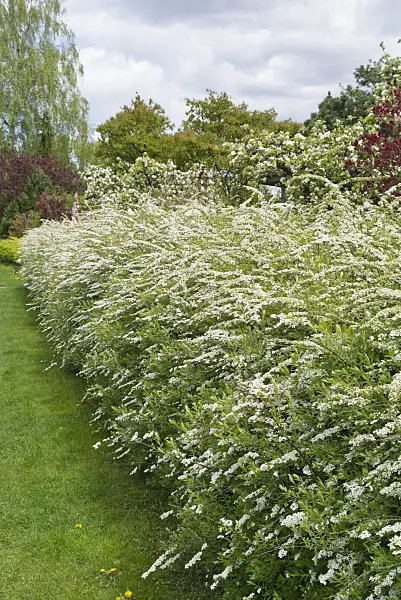 531219 - Spiraea x cinerea 'Grefsheim'