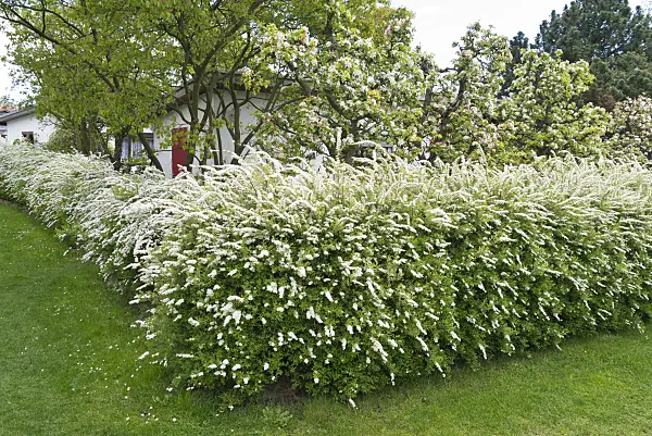 531220 - Spiraea x cinerea 'Grefsheim'