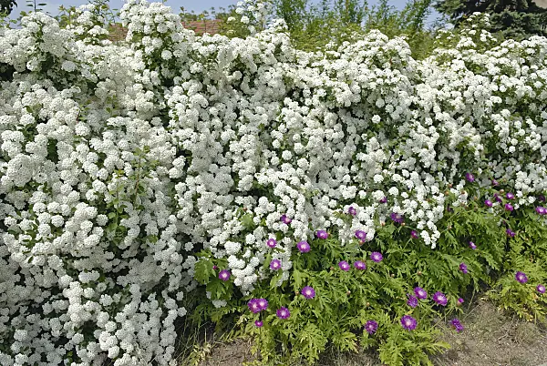 471462 - Spiraea x vanhouttei