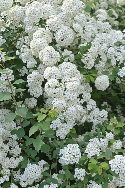 472149 - Spiraea x vanhouttei