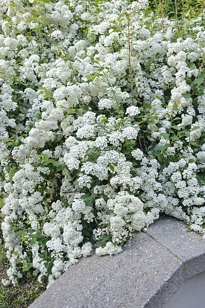 472150 - Spiraea x vanhouttei