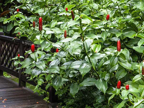 434034 - Spiral ginger (Costus)