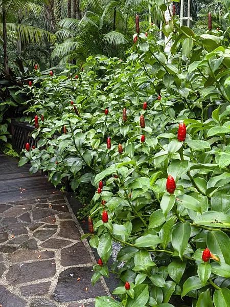 434035 - Spiral ginger (Costus)