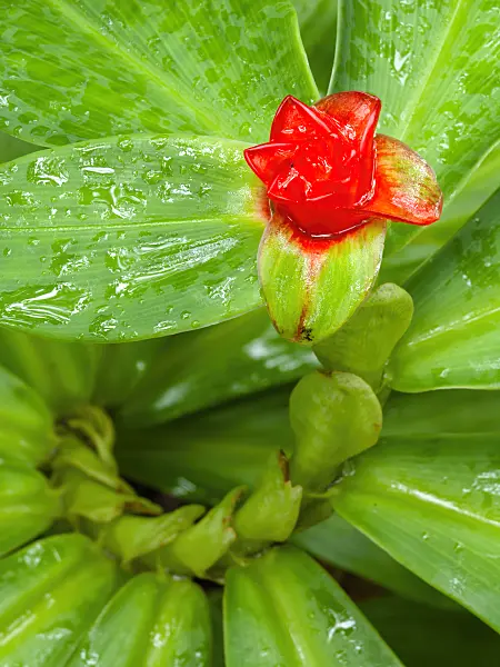 434037 - Spiral ginger (Costus malortieanus)