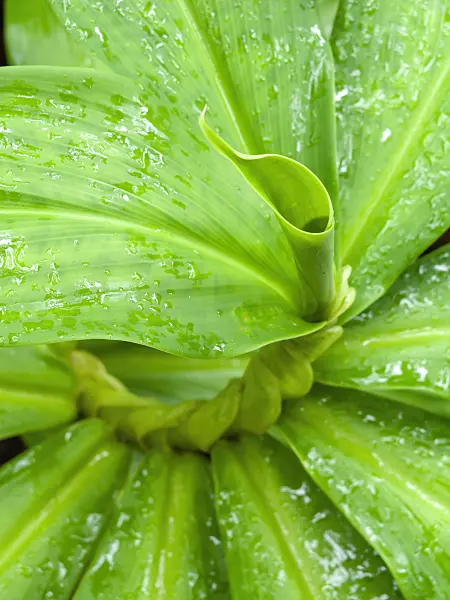 434038 - Spiral ginger (Costus malortieanus)