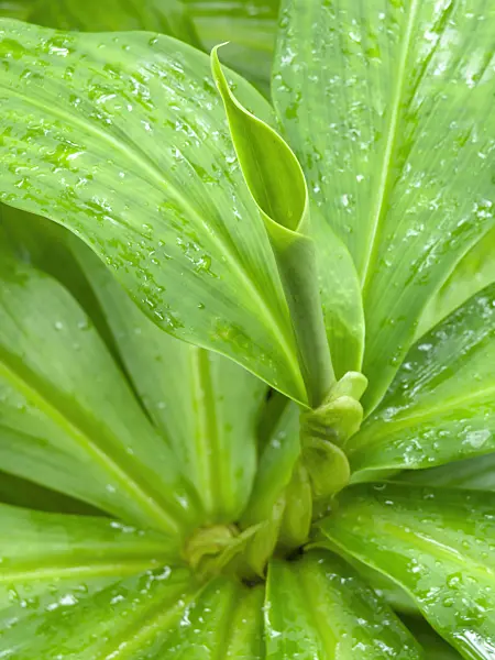 434039 - Spiral ginger (Costus malortieanus)