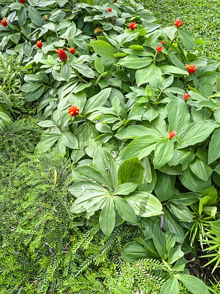434107 - Spiral ginger (Costus malortieanus)