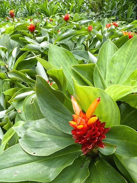434270 - Spiral ginger (Costus malortieanus)