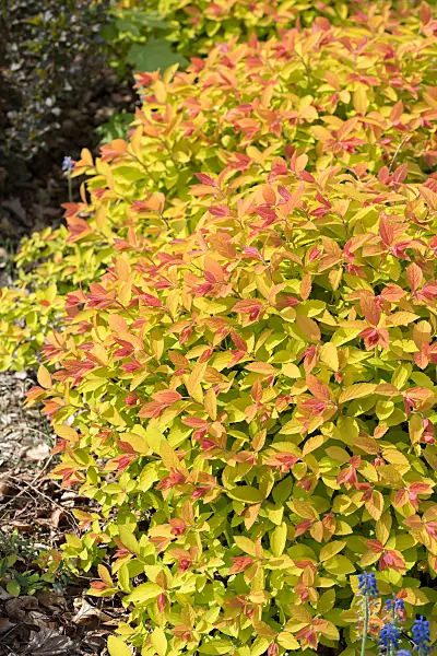 675374 - Spirée du Japon (Spiraea japonica 'Double Play Big Bang')