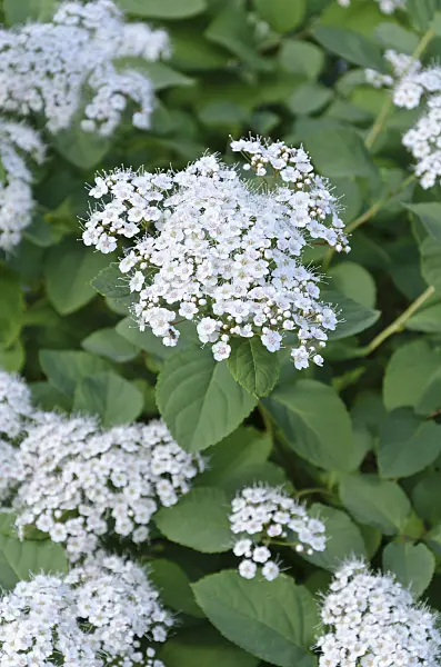 508190 - Spirée (Spiraea media 'Snow Storm')